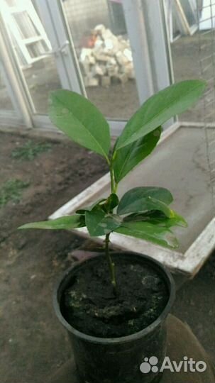 Саженцы лимона