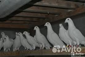 Голуби на выпуск, з/смеси, певчие птицы