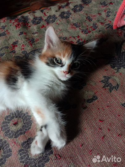 Отдам в добрые руки