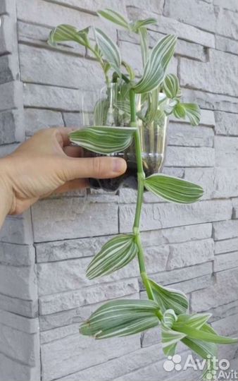 Традесканции