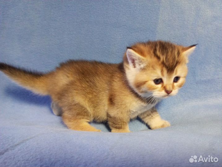 Британские котята Золотая шиншилла