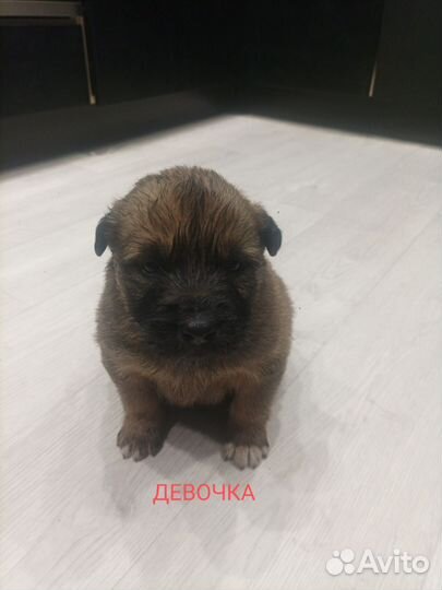 Щенки алабая и овчарки