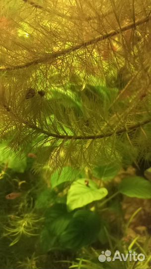 Перистолистник рорайма, анубиус 2 кустика