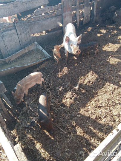 Вьетнамские поросята и белые вислоухие