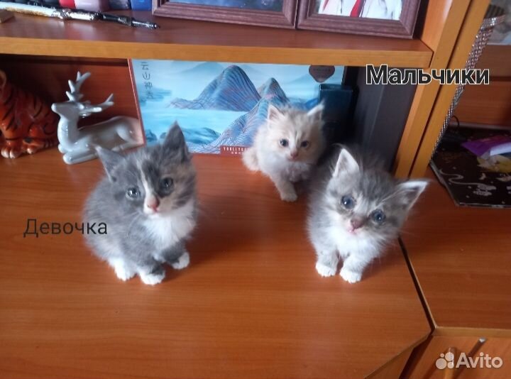 Котятки