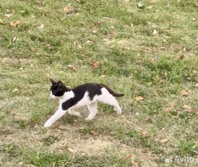 Кошки в лужниках