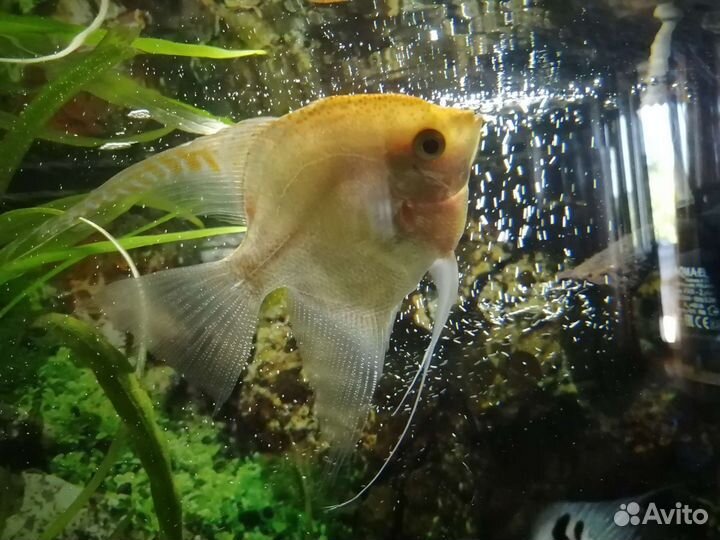 Рыбки скалярии