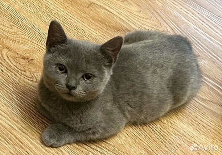 Кошечки и котики