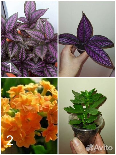 Комнатные растения 1