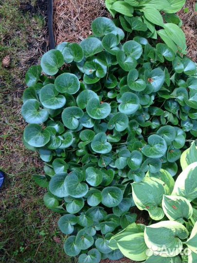 Почвопокровные растения с доставкой