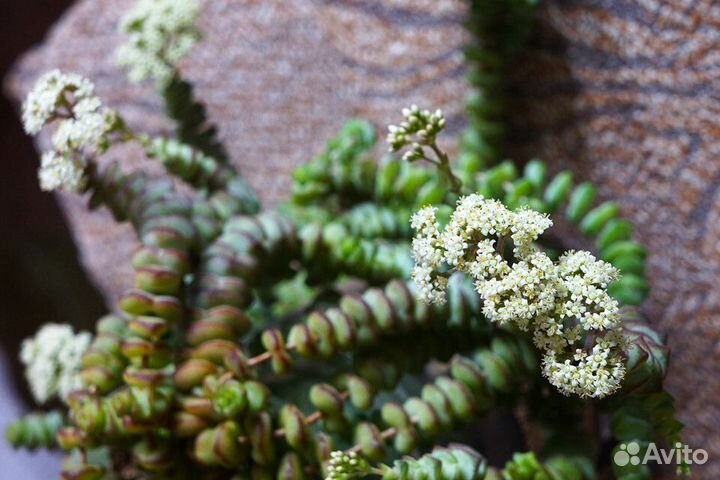 Суккуленты