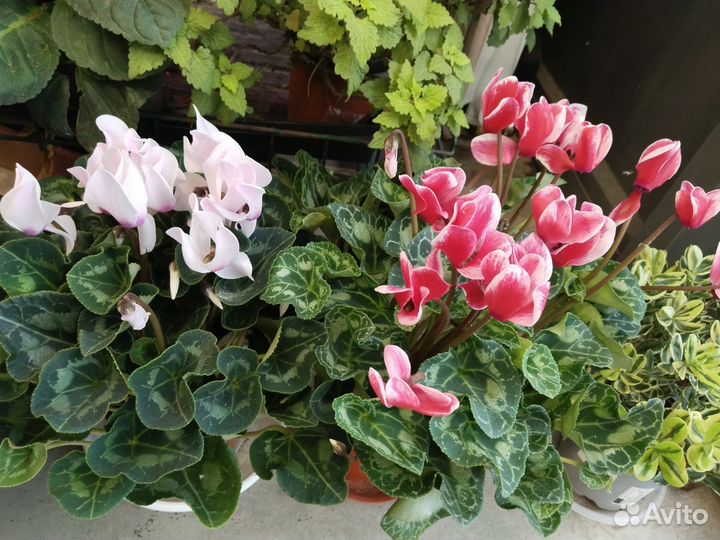 Комнатные растения