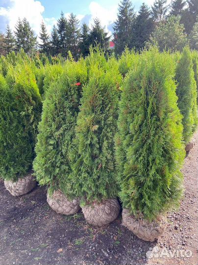 Туя Смарагд Оптом