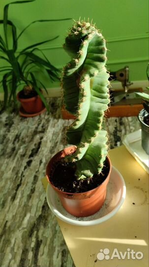 Кактус цериус