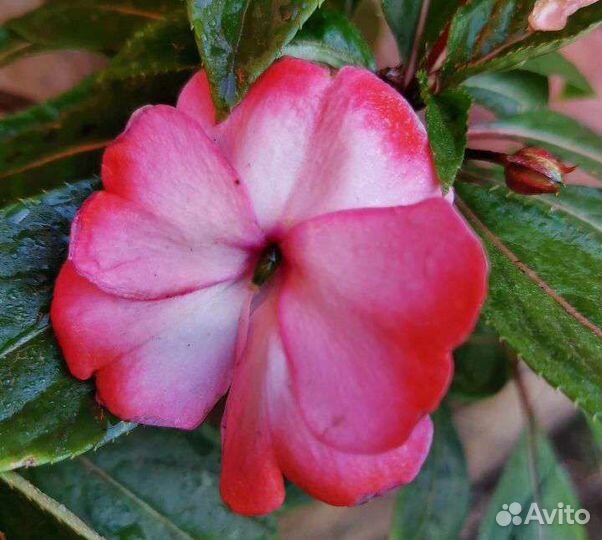 Бальзамин новогвинейский