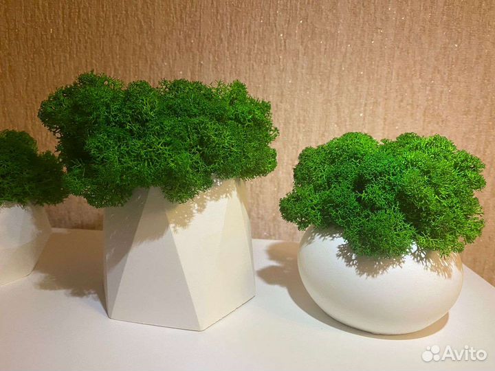 Кашпо со стабилизированным мхом