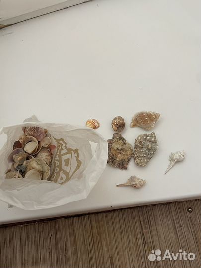 Морские ракушки