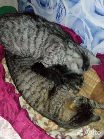 Курильский бобтейл