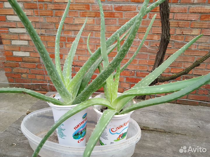 Цветы комнатные