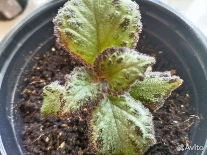 Эписция Silver sheen (Серебряное сияние)