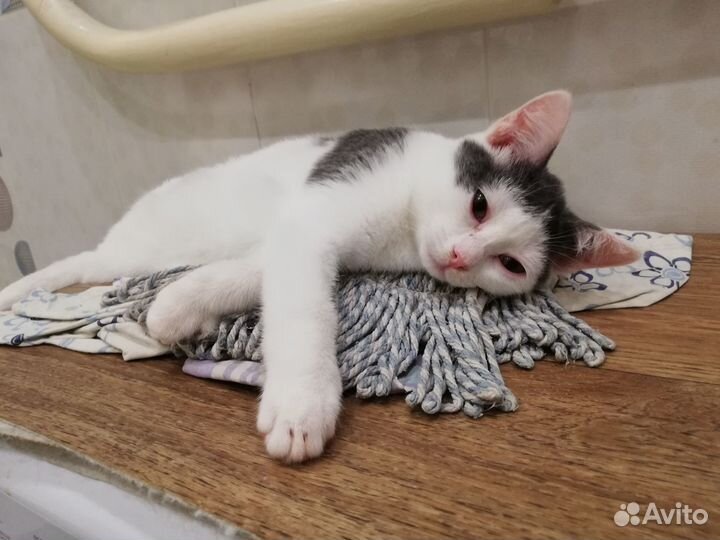 Котик ищет дом