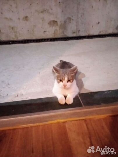 Дуняша-няша ждет свою бабушку