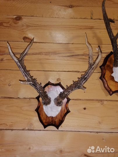 Рога косули