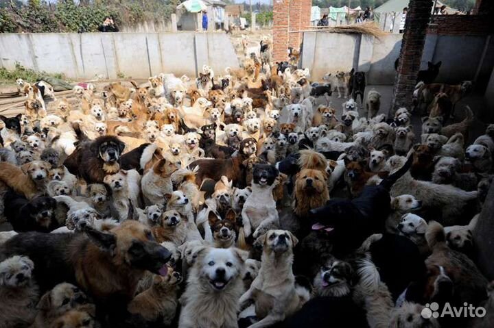 Очень много собак,помогите выжить