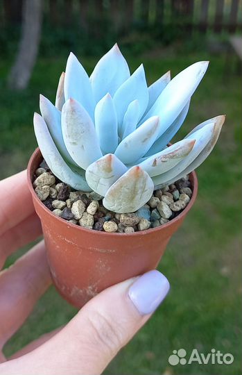 Суккуленты в Серпухове почтой по РФ (часть 6)