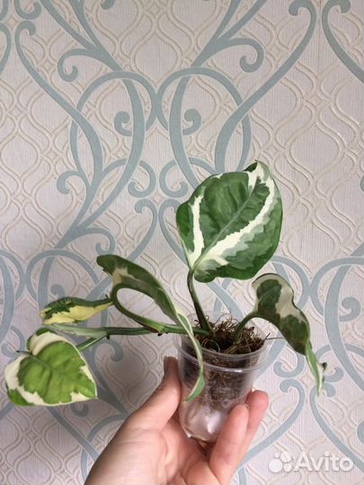 Эпипремнум, сингониум