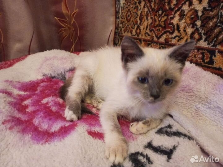 Кошка в дар