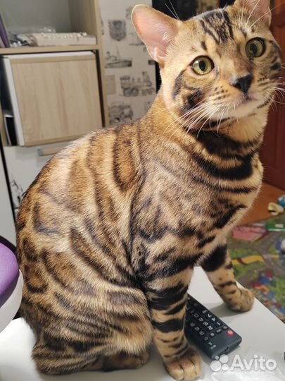 Бенгальский кот вязка