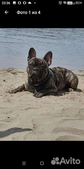 Кобель французский бульдог для вязки