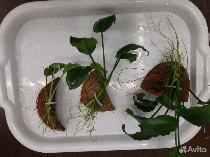 Аквариумные растения