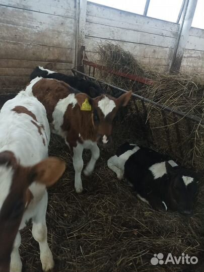 Телята и бычки