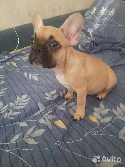 Французский бульдог