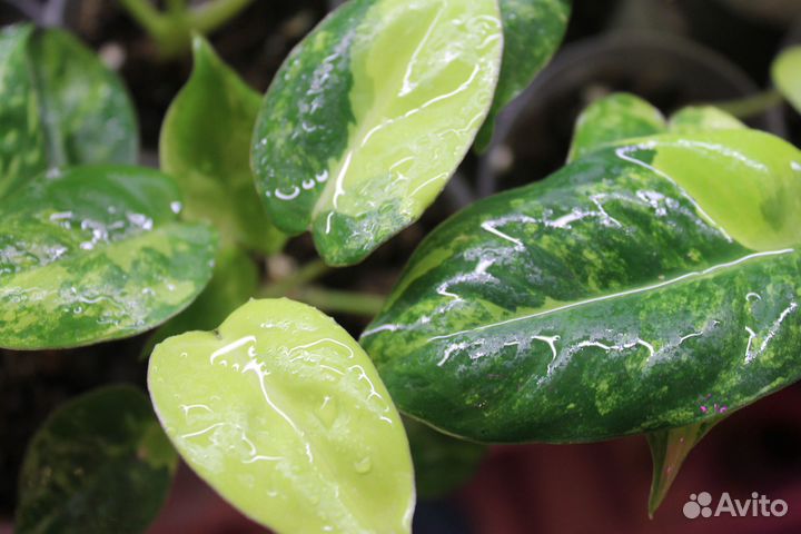 Комнатные цветы. Сциндапсус.Филодендрон и др