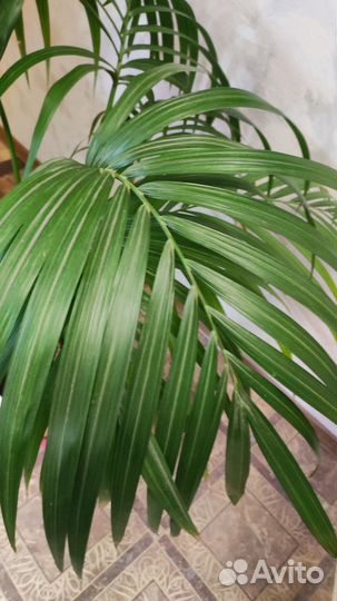 Пальма арека