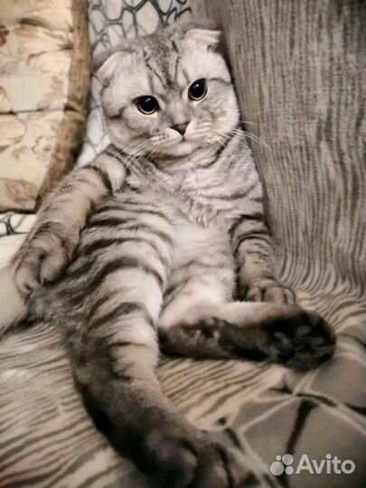 Шотландская