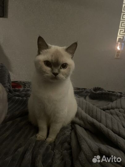 Вязка кошка