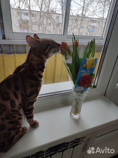 Бенгальский кот на вязку