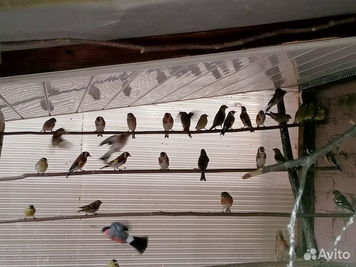 Певчие птицы