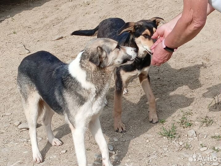 Щенок- девочка 6 мес