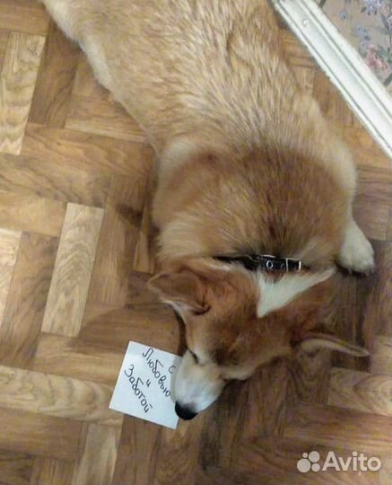 Передержка Кошки и грызуны