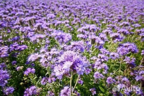 Фацелия семена