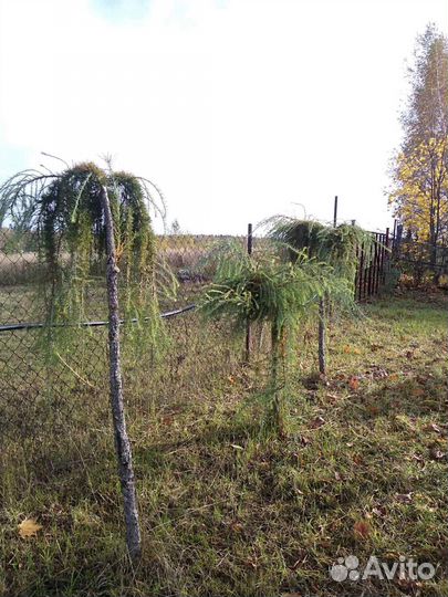 Саженцы лиственницы плакучей формы