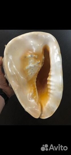 Большая морская ракушка 30 см