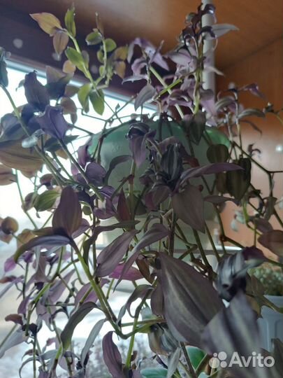 Традесканция зебрина, белая