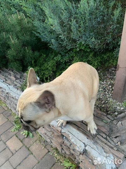 Французский бульдог кабель вязка