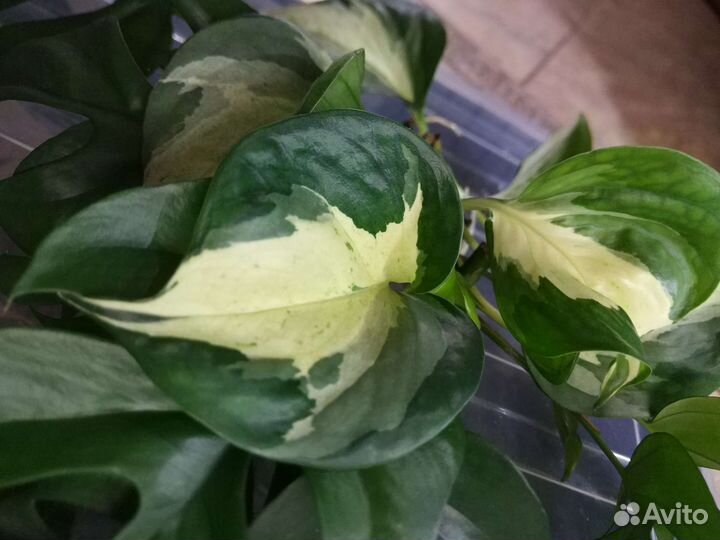 Монстера Минима Рафидофора